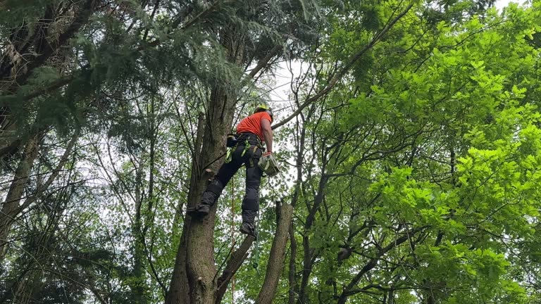 Professional Tree Removal and Landscaping Services in Eastvale, CA